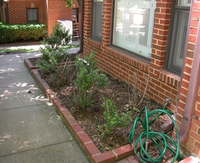 Townhouse Front Plantings Before