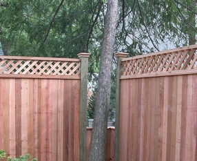 Privacy Fence Tree Opening - Washington DC
