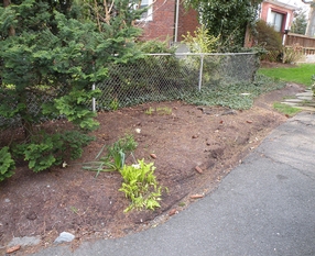 Arlington Driveway Plantings Before