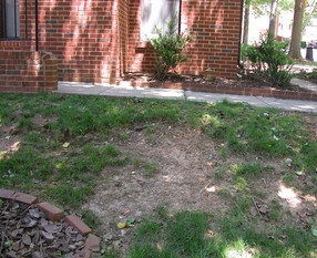 McLean Shade Plantings Before