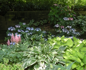Wright shade planting
